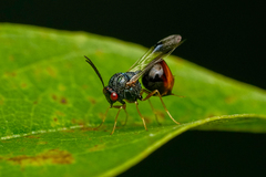 Eucharitidae