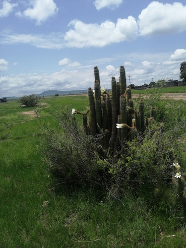 torch cactus