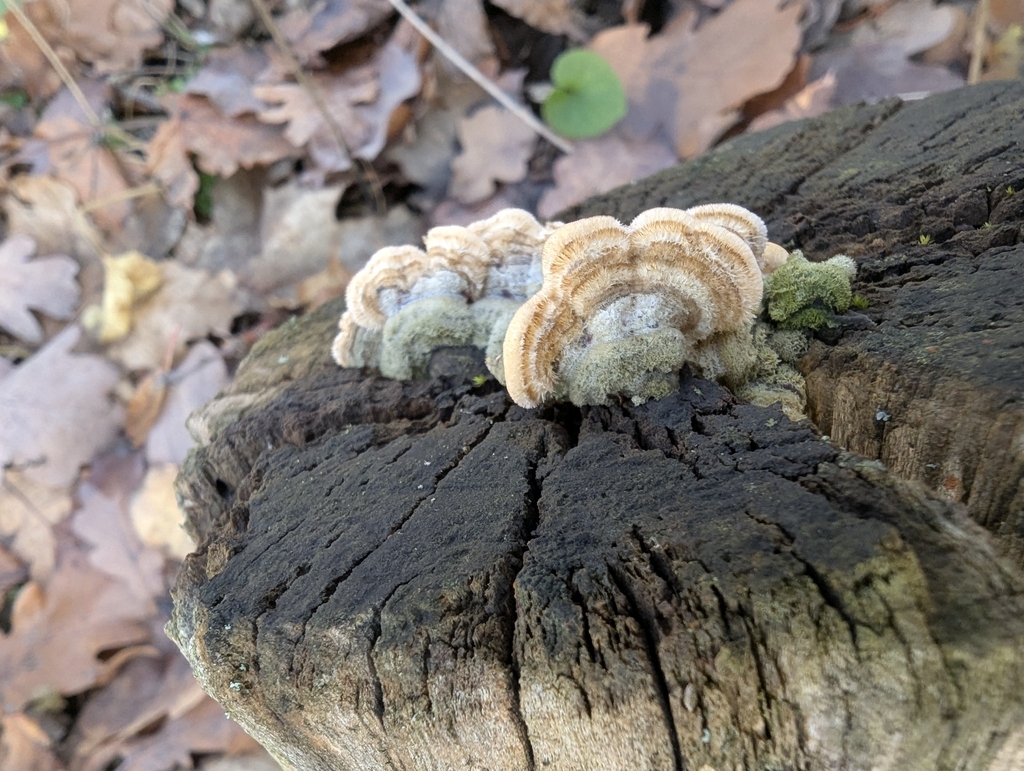 Trametes hirsuta · November 2025 · photo: © iryna_m (iNaturalist, cc-by)