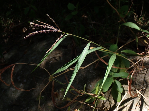 Microstegium fasciculatum observed 2025-11-25