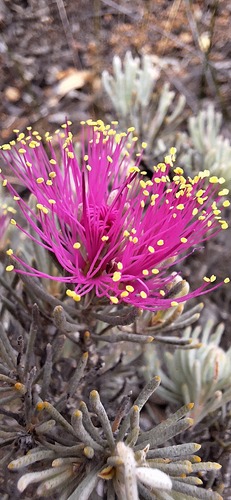Melaleuca aspalathoides, 2025-11-24
