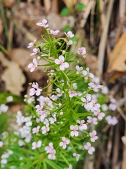 Stylidium adnatum, photograph (c) Belinda Forbes, some rights reserved (CC BY)