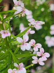 Stylidium adnatum, photograph (c) Belinda Forbes, some rights reserved (CC BY)