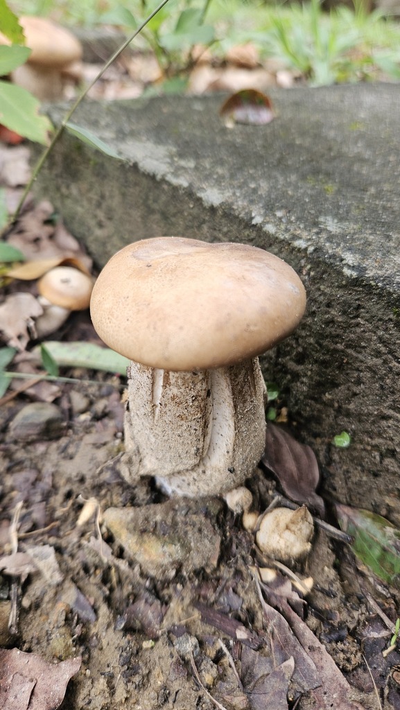 Macrocybe gigantea · November 2025 · photo: © deerjacksonhu (iNaturalist, cc-by)