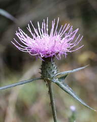 Cirsium