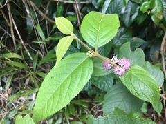 Callicarpa pedunculata