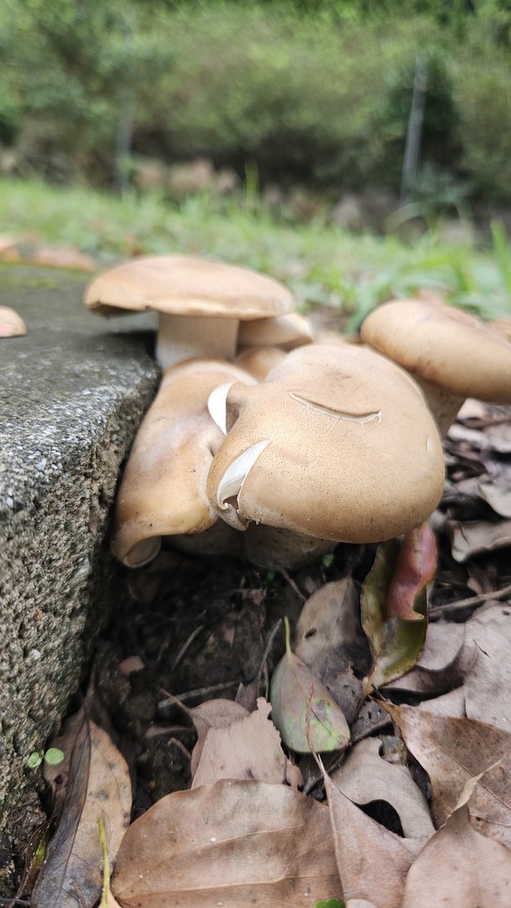 Macrocybe gigantea · November 2025 · photo: © deerjacksonhu (iNaturalist, cc-by)