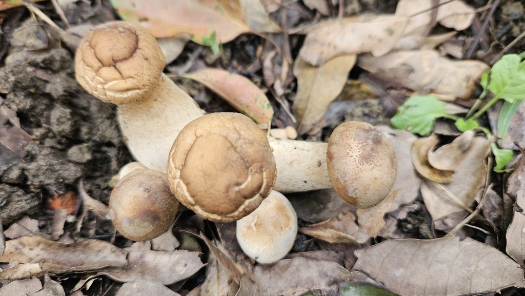 Macrocybe gigantea