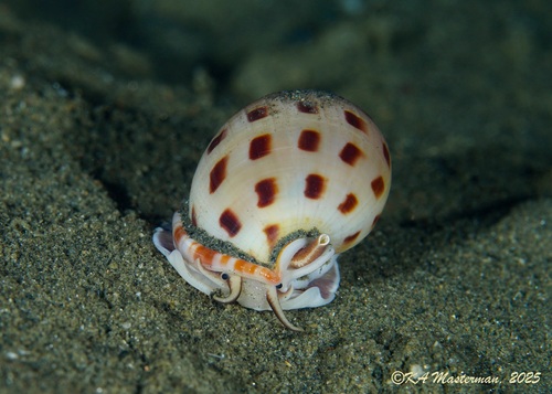 Semicassis persimilis observed 2025-10-31