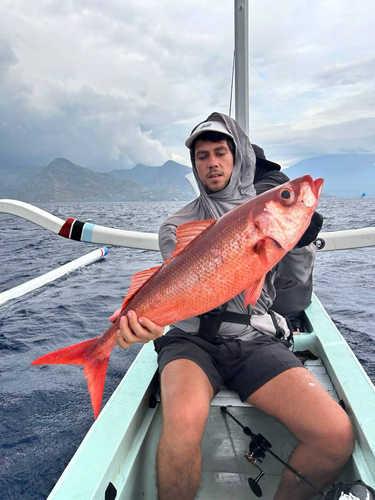 Japanese rubyfish (Erythrocles schlegelii) — Emmelichthyidae