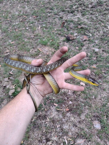 Common Tree Snake sighting
