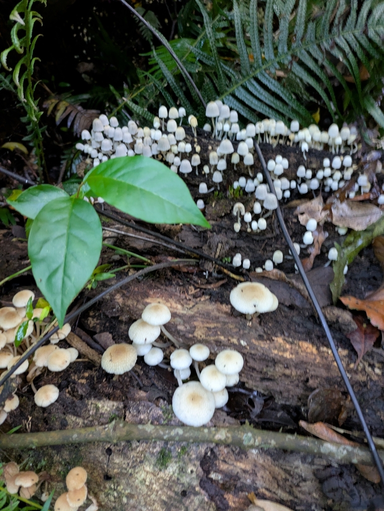 Favolaschia manipularis · November 2025 · photo: © doddrum (iNaturalist, cc-by)