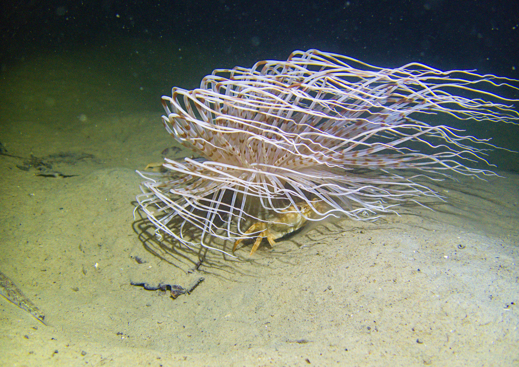 Photo of Fireworks anemone (Pachycerianthus multiplicatus)