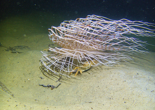 Photo of Fireworks anemone (Pachycerianthus multiplicatus)