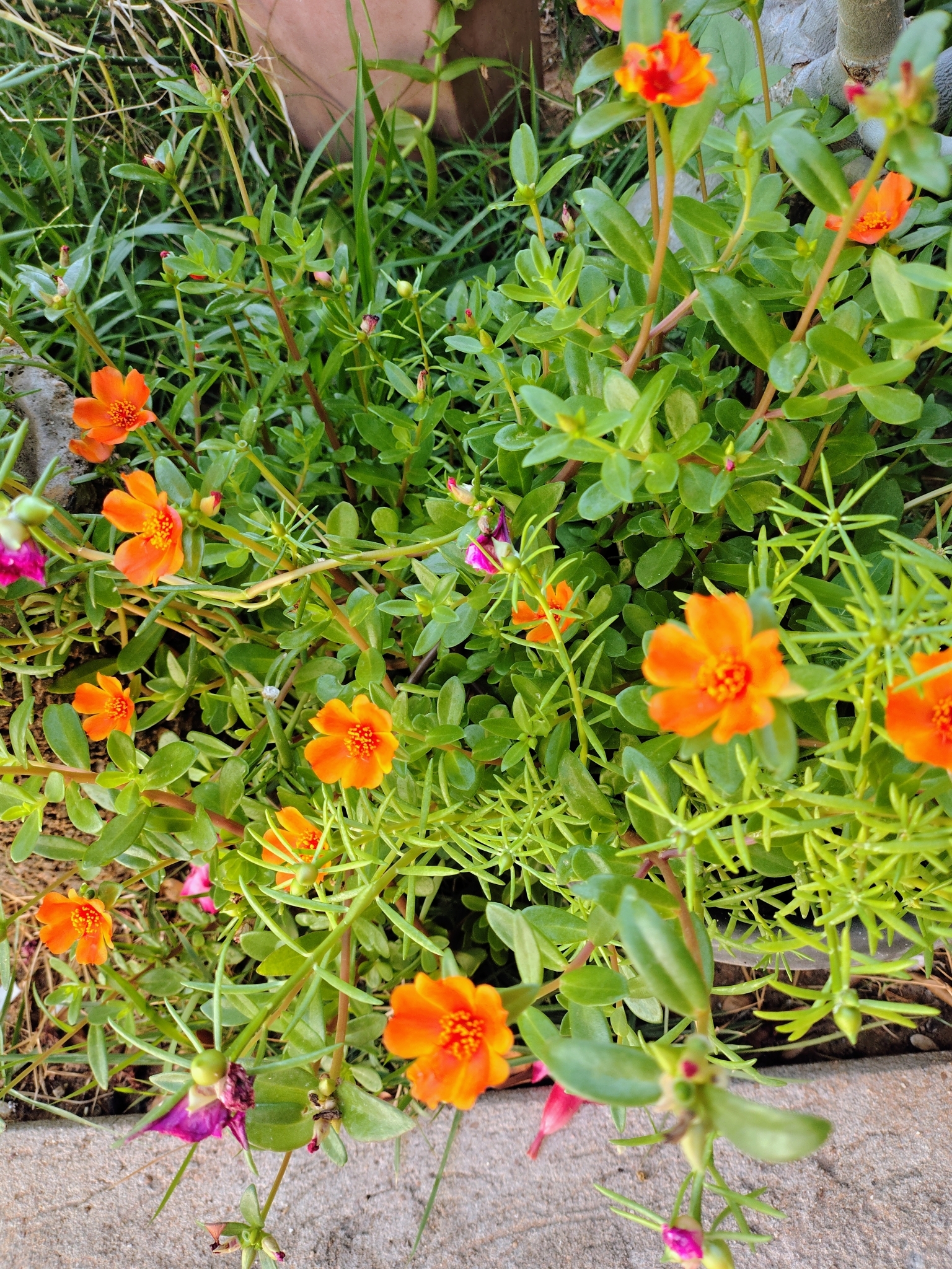 Portulaca umbraticola