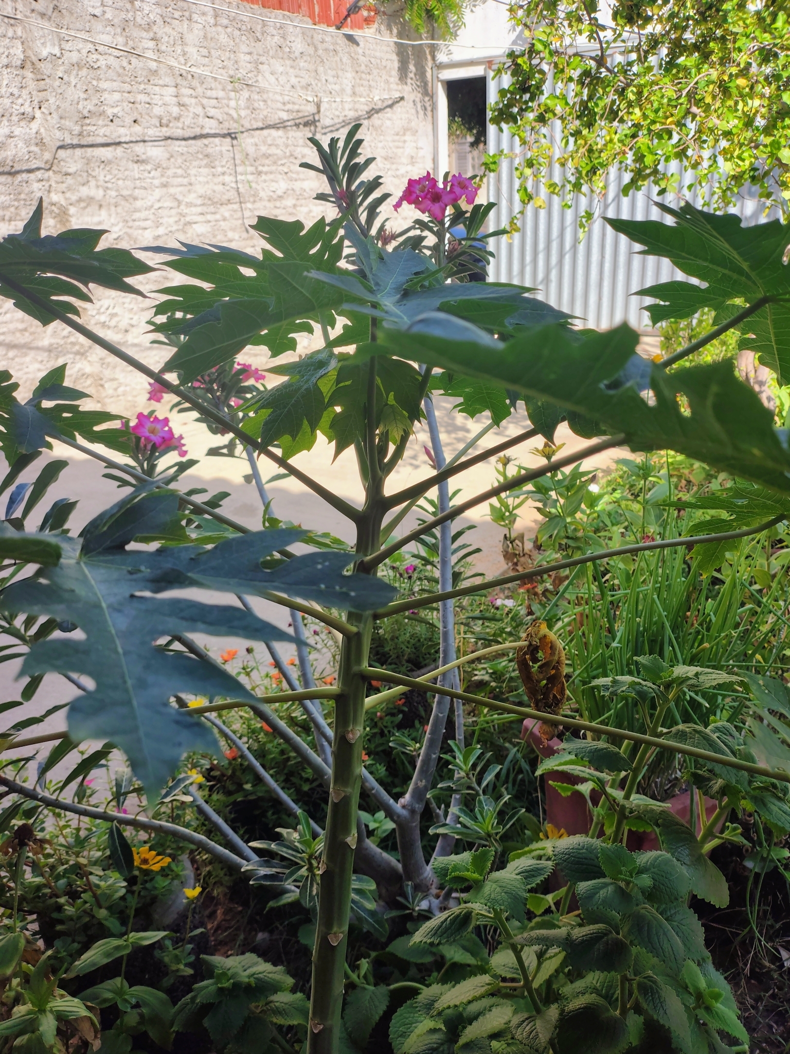 Carica papaya