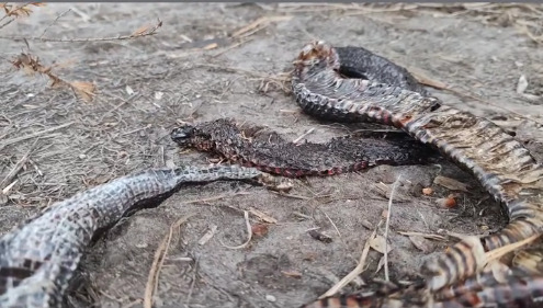 Red-bellied Black Snake sighting