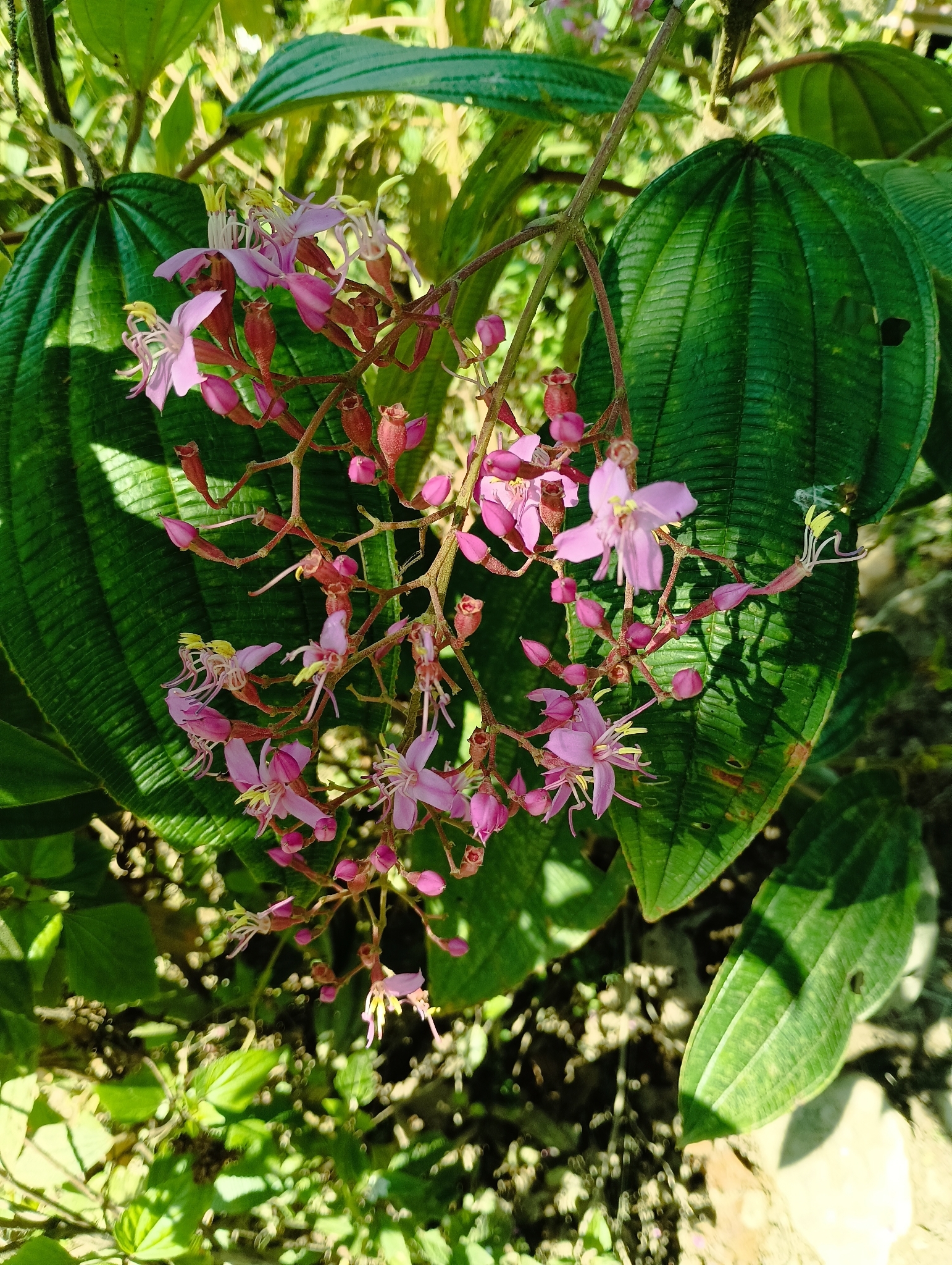 Oxyspora paniculata — ảnh 2