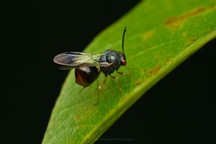 Eucharitidae