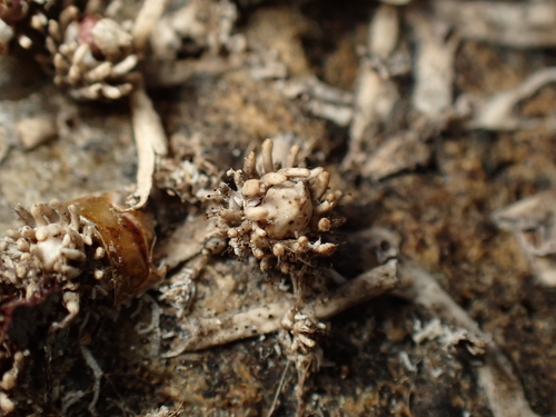 Cladopus fukienensis iNat (3)
