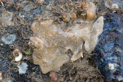 Didemnum vexillum