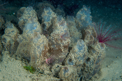 Ascidiella aspersa