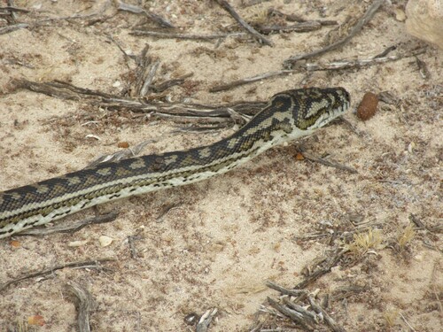 Southwestern Carpet Python sighting