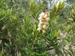 Comarostaphylis polifolia