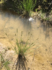 Alopecurus carolinianus