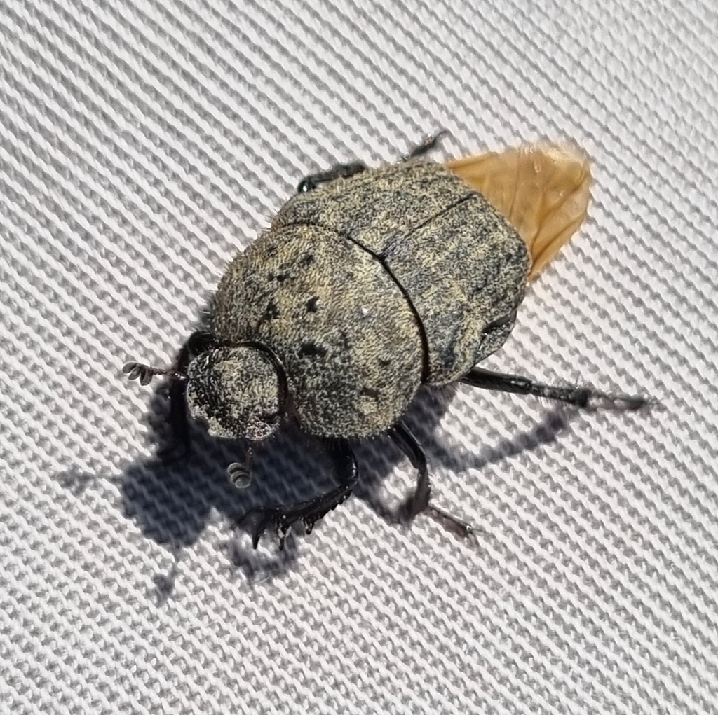 Gymnopleurus thelwalli