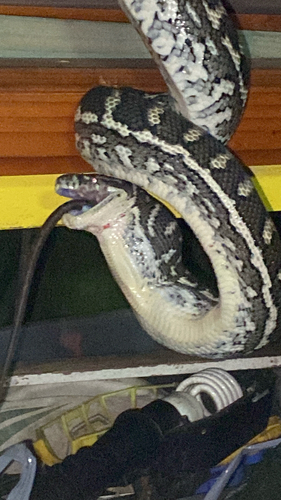 Coastal Carpet Python sighting
