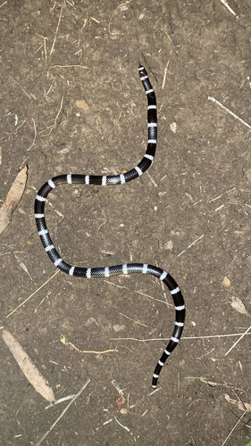 Eastern Bandy Bandy sighting