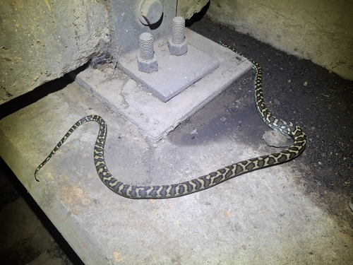 Coastal Carpet Python sighting