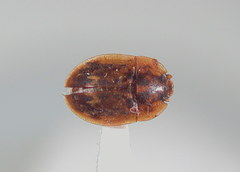 Lobiopa undulata