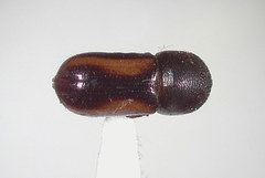 Trypodendron retusum