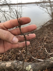 Xerophyllum asphodeloides