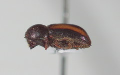 Trypodendron retusum