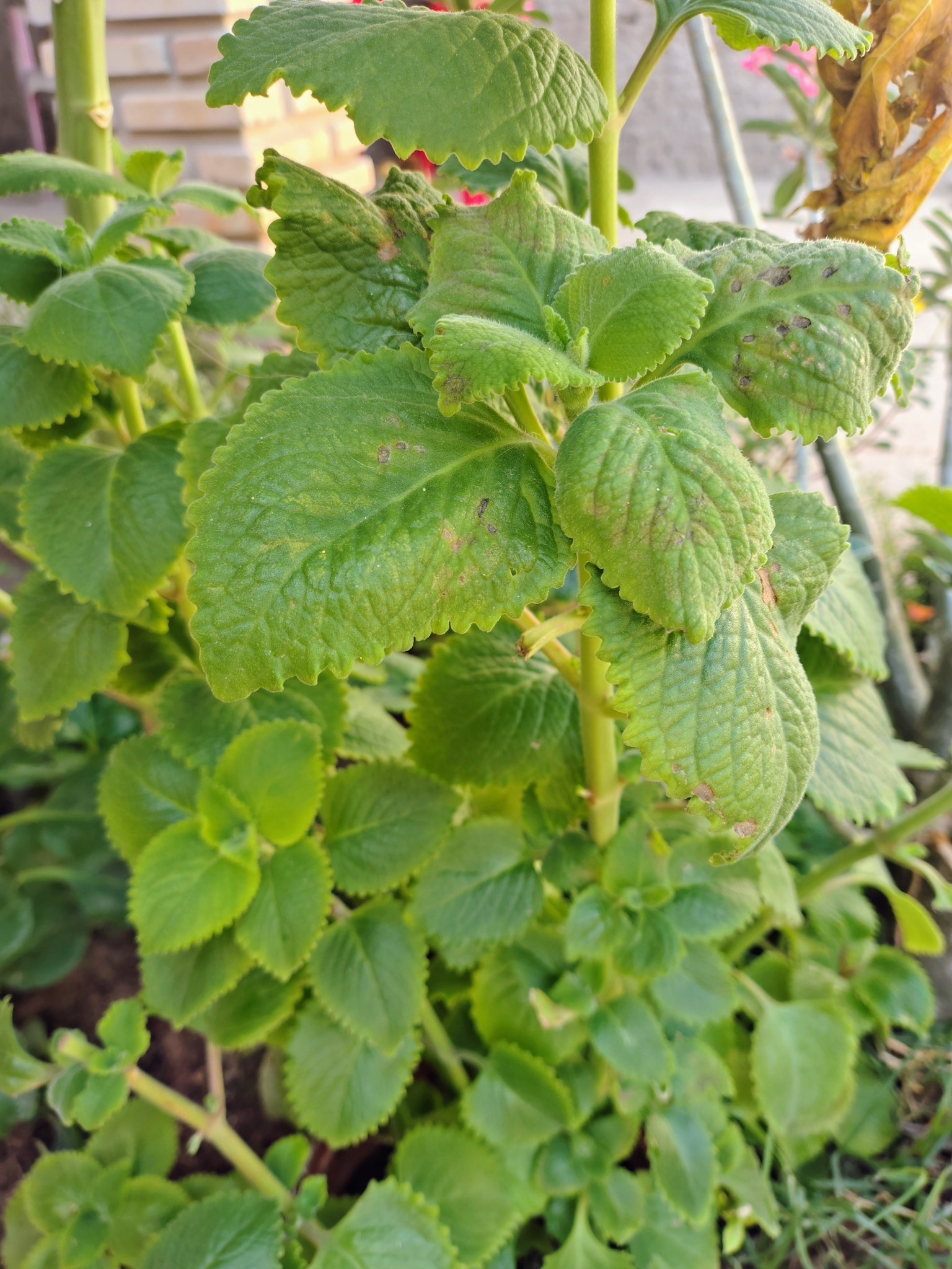Coleus amboinicus