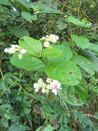 Flaming Glorybower (Clerodendrum splendens)