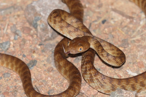 Brown Tree Snake sighting