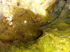 Lithobates magnaocularis