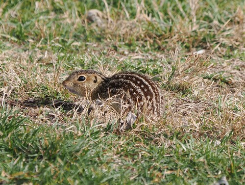 Thirteen-lined Ground Squirrel observed by dmmeyers
