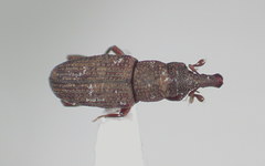 Dryophthorus americanus