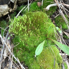 Ceratodon