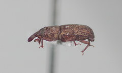 Dryophthorus americanus