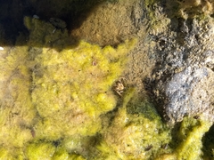 Lithobates magnaocularis