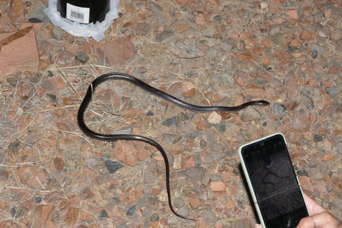 Slaty-grey snake sighting
