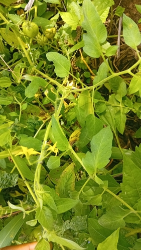 tomato
