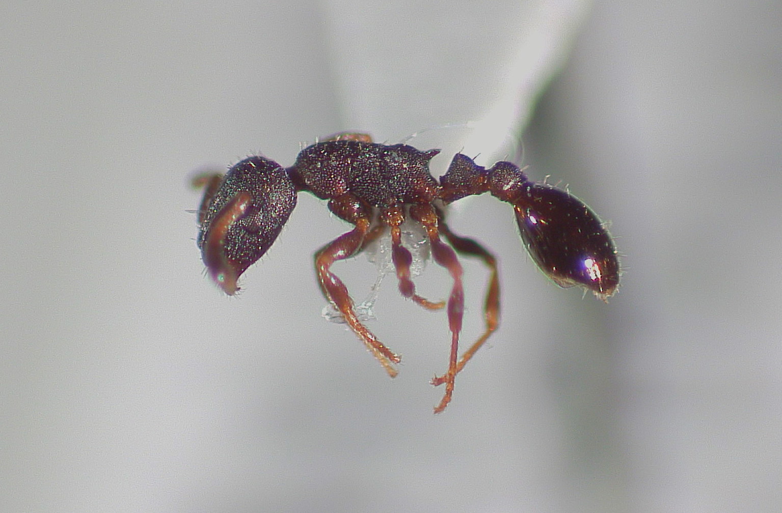 Leptothorax sphagnicola