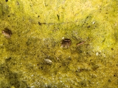 Lithobates magnaocularis